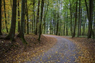 A path through a forest covered in autumn leaves