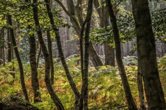 In the Darß Forest (Fischland-Darß-Zingst peninsula, Vorpommersche Boddenlandschaft National Park)