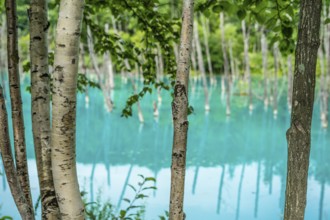 Blue pond that looks like a forest over (Hokkaido Biei-cho). Shooting Location: Hokkaido Biei-cho