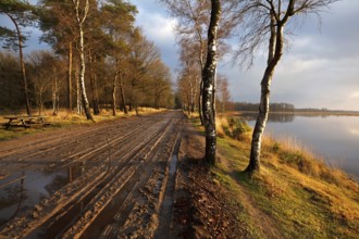 Rural ground road between birch trees by lake, Dwingelderveld