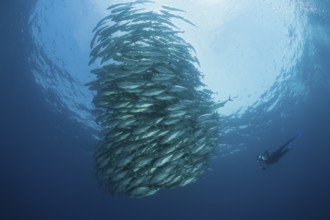 Diver and school of bigeye jacks, Caranx sexfasciatus, Cabo Pulmo, Baja California Sur, Mexico |