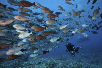 Shoal of grey surgeonfish, Acanthurus mata, Fakarava, Tuamotu Archipelago, French Polynesia | Shoal