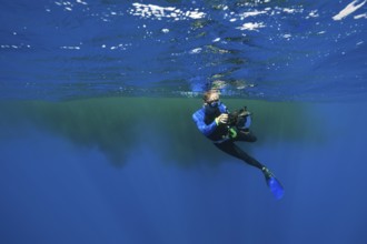 Snorkellers swimming in sperm whale excrement, Physeter macrocephalus, Caribbean, Dominica, Central