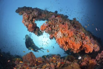 Diving at coral reef, North Male Atoll, Indian Ocean, Maldives, Asia