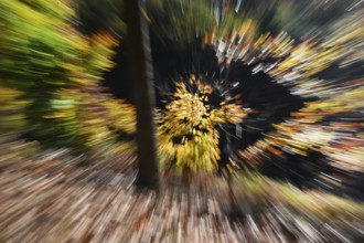 DEU, Germany, Iserlohn: The autumn colours enchant the forest in the Sauerland and also the people