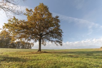 Large solitary oak tree in a meadow in the countryside in autumn. Vosges, France, Europe
