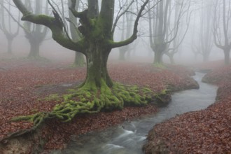 Forest of Otzarreta, Gorbea natural park, Araba, Spain, Europe