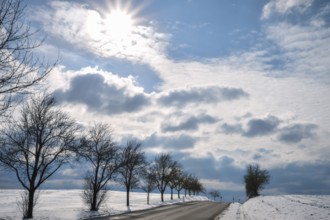 Winter bright scenery with a street bordered with a tree row, crossing a field covered in snow, on