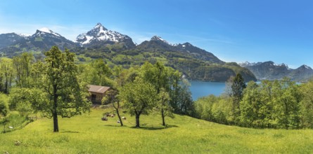 Spring landscape with green meadows, cows, a stable between trees, the Alps mountains and the