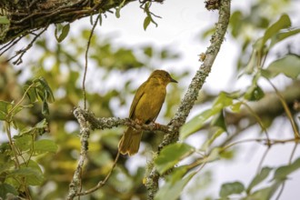 Olive-green tanager perched on a branch against natural b background, Itatiaia, Rio de Janeiro,