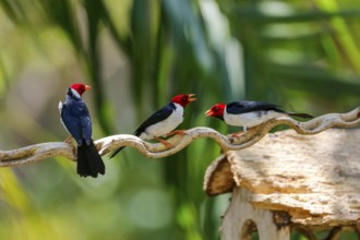 Three Yellow-billed Cardinals perched on a branch against bokeh green background, Pantanal