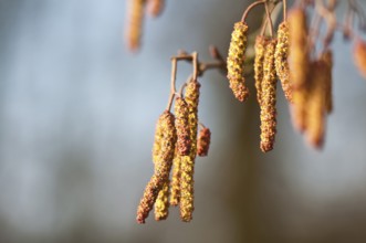Hazelnut blossoms in the sunlight