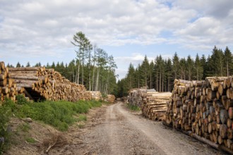 Wood pile at the edge of the forest path