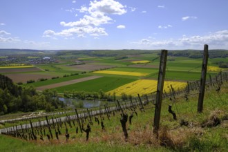Landscape and vineyards near Stetten with a view of the Main valley, Main-Spessart district, Lower