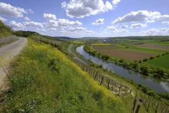 Landscape and vineyards near Stetten with a view of the Main valley, Main-Spessart district, Lower