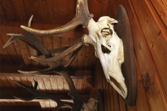 Antlers