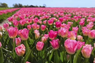 Fields full of pink tulips in Dutch Flevopolder