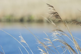 Swaying reeds in front of a blue lake