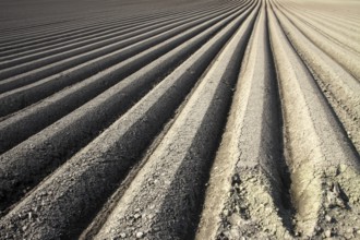 Furrows for carrot cultivation