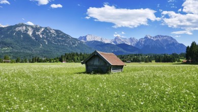 Hay barn in the middle of a blooming alpine flower meadow in front of the Karwendel mountains