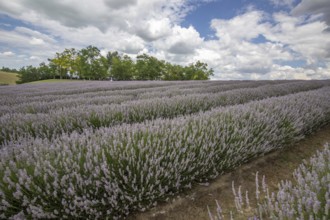 Beautiful summer evening in a lavender field. Large blue lavender bushes blooming in a cultivation