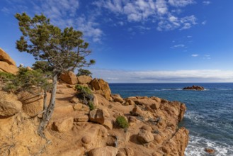 Coastal landscape with bizarre red rocks and gnarled trees with a view of the sea in the sunshine,