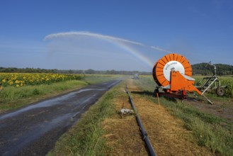 Sprinkler irrigation system over sunflower field, Vals, Midi-Pyrénées, Ariège department, French
