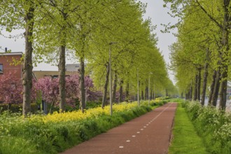 Spring cherry blossom garden and Rapeseed field at Kanaalweg in Purmerend Holland Netherlands
