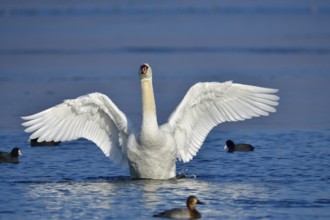 Mute swan cleaning its feathers. Mute swan cleaning