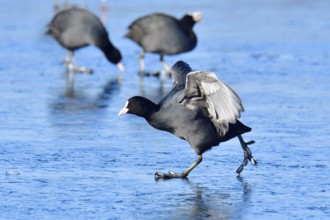 Eurasian coot foraging, Eurasian coot in winter in saxon