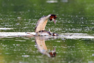Pairing of the Great crested grebe. Great crested grebe mating