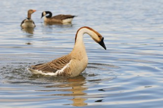 Schwanengans (Anser cygnoides), Swan Goose (Anser cygnoides) am Ammersee