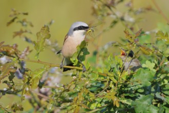 Red-backed shrike, Lanius collurio, Red-backed shrike, Red-backed shrike with offspring