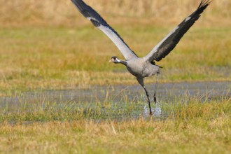 Common Crane, Grus grus, grey crane, Europe, europe, animals, bird, birds, crane, crane