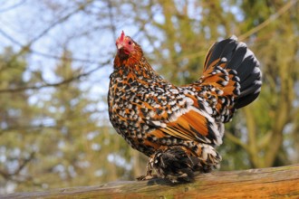 Bantam on a pole
