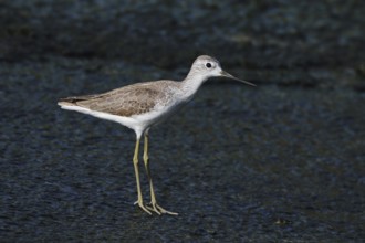 Pond Sandpiper, Tringa stagnatilis