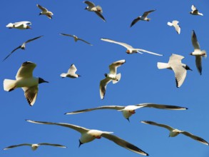 A lot of seagulls in the blue sky