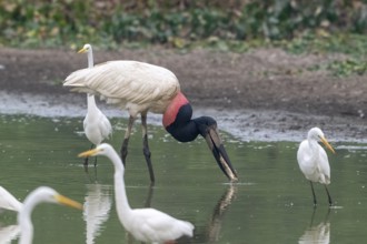 Jabiru (Jabiru mycteria), catching a fish, Pantanal, inland, wetland, UNESCO Biosphere Reserve,
