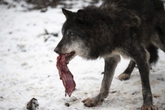 Laura Dick Pelm, Kasselburg, Rhineland-Palatinate, Timberwolves, wolf feeding on 04.01.2025 in the