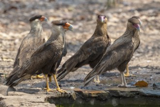 Crested caracara (Caracara plancus), group, Pantanal, inland, wetland, UNESCO Biosphere Reserve,