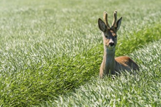 Roe Deer Buck in wheat field. Roe deer wildlife