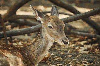 Close-up Portrait of Young Spotted Deer Varna, Bulgaria, Europe