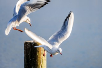 Seagulls at Lake Lake Traun in Gmunden, Salzkammergut, Upper Austria, Austria. Symbolic photo for