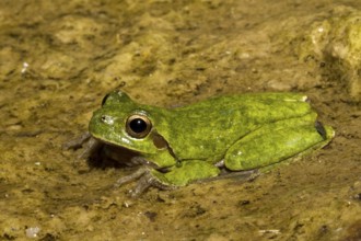 Sardinian tree frog sitting in a stream