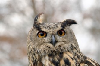 Portrait of a great horned Owl Bubo viriginianus