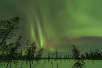 Northern Lights (Aurora borealis) over snowy landscape, Gällivare, Norrbotten, Lapland, Sweden,