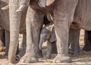 A family of female elephants walk with a baby of the group incircled by all