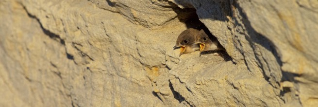Sand martin, sand martins, (Riparia riparia) animals, birds, swallows, feeding. of young birds,