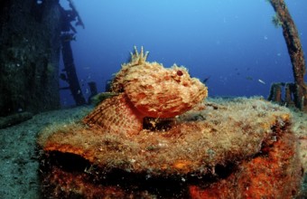 Scorpionfish on shipwreck, Scorpaena plumieri mystes, Mexico, Lake Cortez, Lower California, La