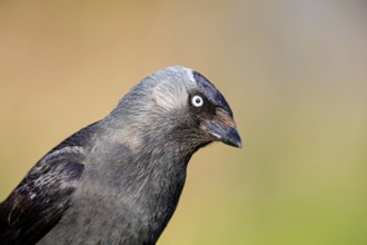 Jackdaw, (Corvus monedula), portrait, rook, family of corvids, raven, Wadi Darbat, Salalah,